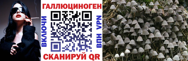 Купить  Заполярный  Псилоцибиновые грибы мицелий 